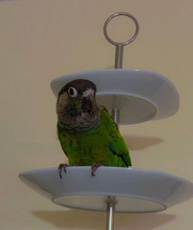 Image 4 of Beautiful tame Baby Conure ??