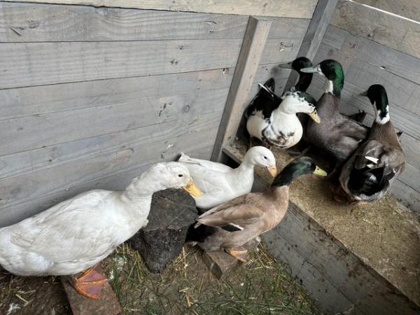 Image 2 of Various Drakes / Male ducks