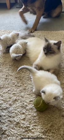 Image 7 of Last one! Pure Ragdoll kittens available now