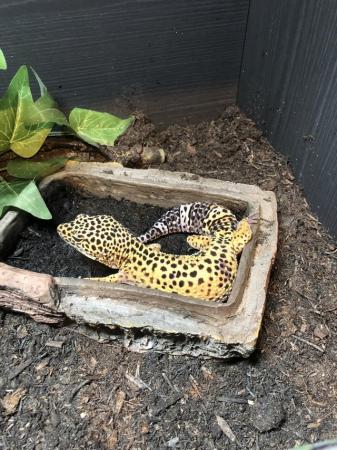 Image 3 of Leopard  Geko all set up included