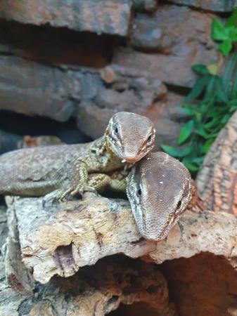 Image 5 of Proven Breeding pair of yellow ackie monitors