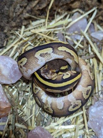 Image 3 of Various morph (GHI, Stripe, Pastels) baby royal/ball pythons