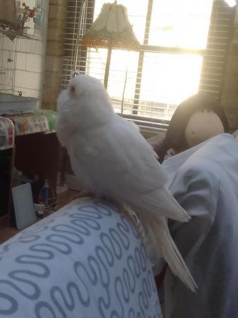 Image 6 of Tamed and cuddly white baby Quaker parrot DNA tested hen