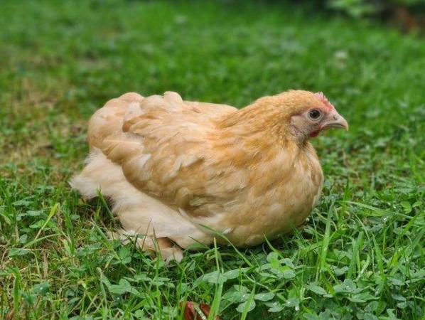 Image 3 of Pekin Chicken - best chicken breed for kids - beginners