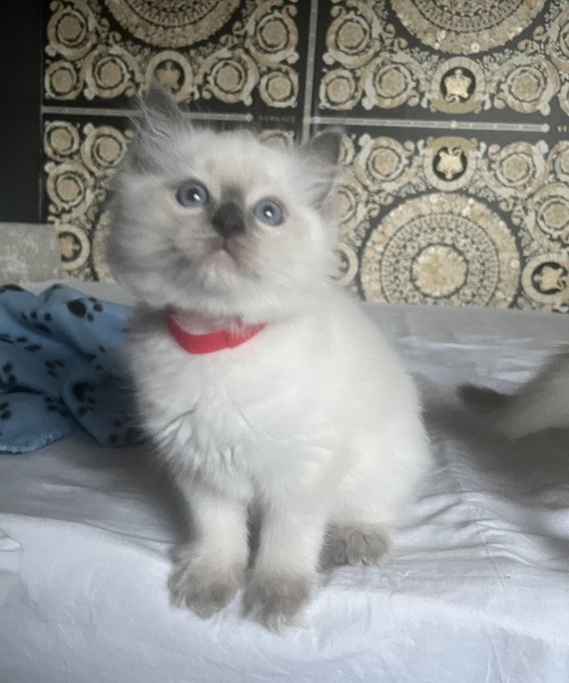 Preview of the first image of Stunning ragdoll kittens looking for the best homes.