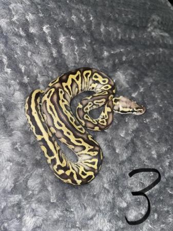Image 4 of Lesser leopard pastel ball python