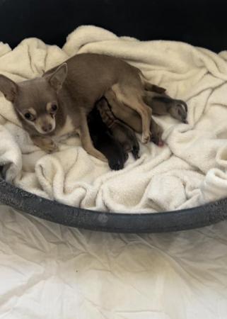Image 4 of Teacup chihuahuas for sale