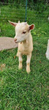 Image 3 of Selection of young goats available