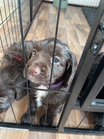 Image 5 of KC Cocker spaniel puppies for sale