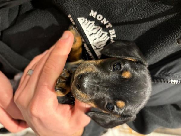 Image 5 of READY NOW Dachshund pups x2 black & tan males