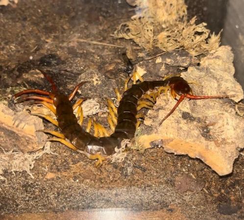 Image 3 of Giant Vietnamese Centipede (Scolopendra dehaani)