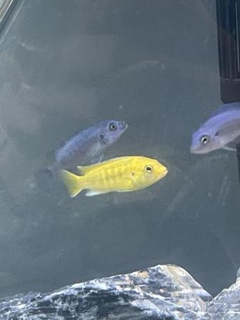 Image 3 of Mixed cichlids all for sale