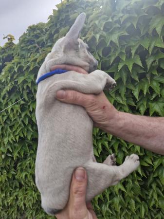Image 17 of KC Registered French Bulldog Puppies 2 left