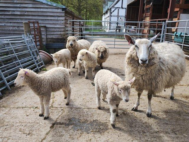 Preview of the first image of 2 year old ewes and lambs for sale.