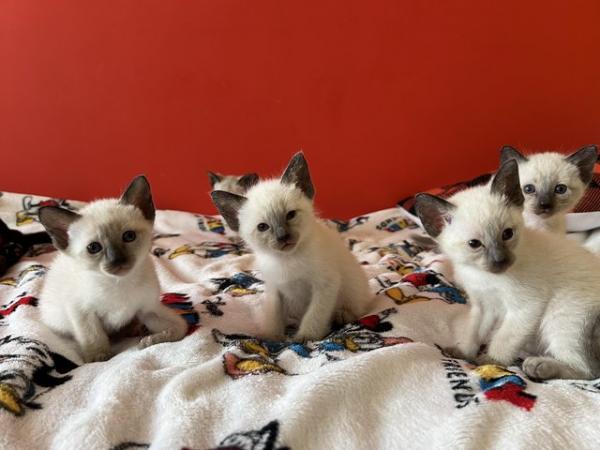 Image 1 of Adorable Siamese kittens for sale 4 Boys 2 Girls