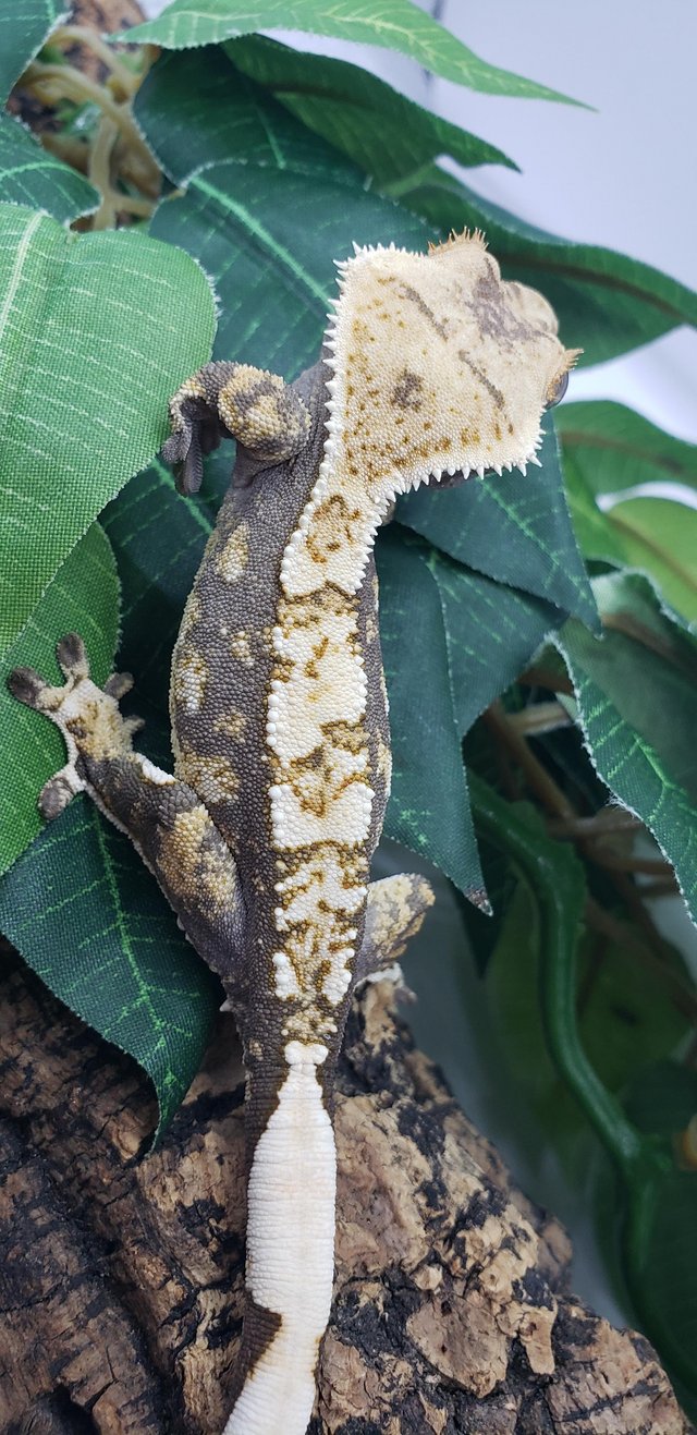 Preview of the first image of Stunning Crested Gecko For Sale.