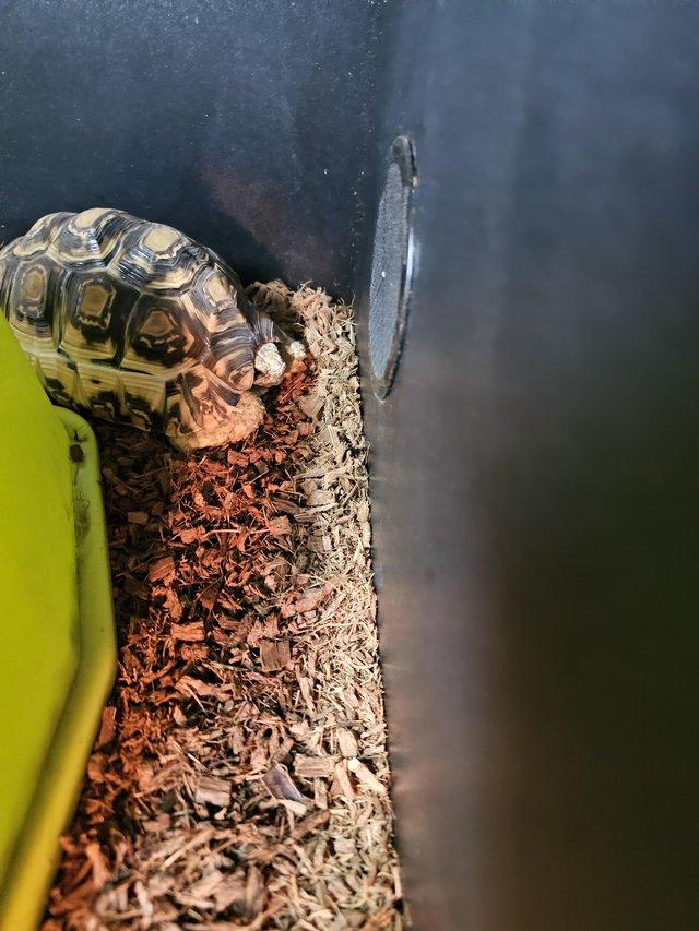 Preview of the first image of 4 year old leopard tortoise female.