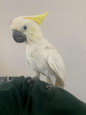 Image 4 of HandReared Tame Talking Yellow Crested Cockatoo
