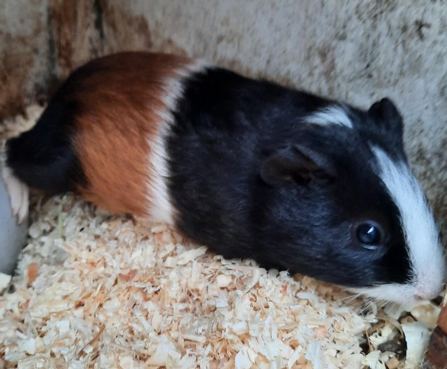 Preview of the first image of Lovely Tricoloured Guinea Pig.