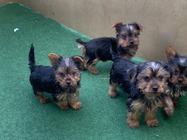 Image 2 of Yorkshire terrier puppies for sale ready now