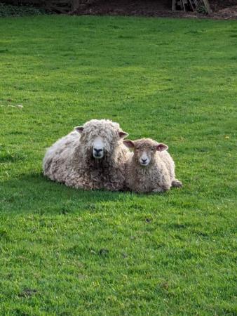Image 2 of 2x Pedigree reg Devon & Cornwall ewes with lambs at foot
