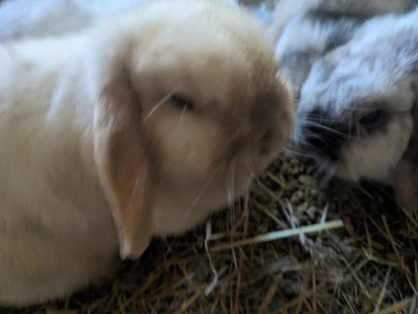 Image 2 of Friendly lop eared rabbits