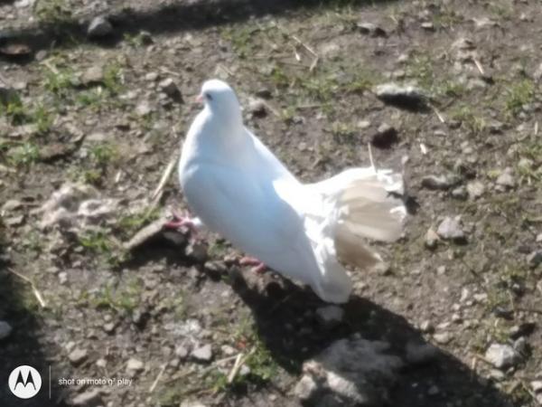 Image 3 of Wanted Please.... Female Fantail White Doves