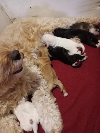Image 3 of Cockapoo puppies.Ready now. Last one available.