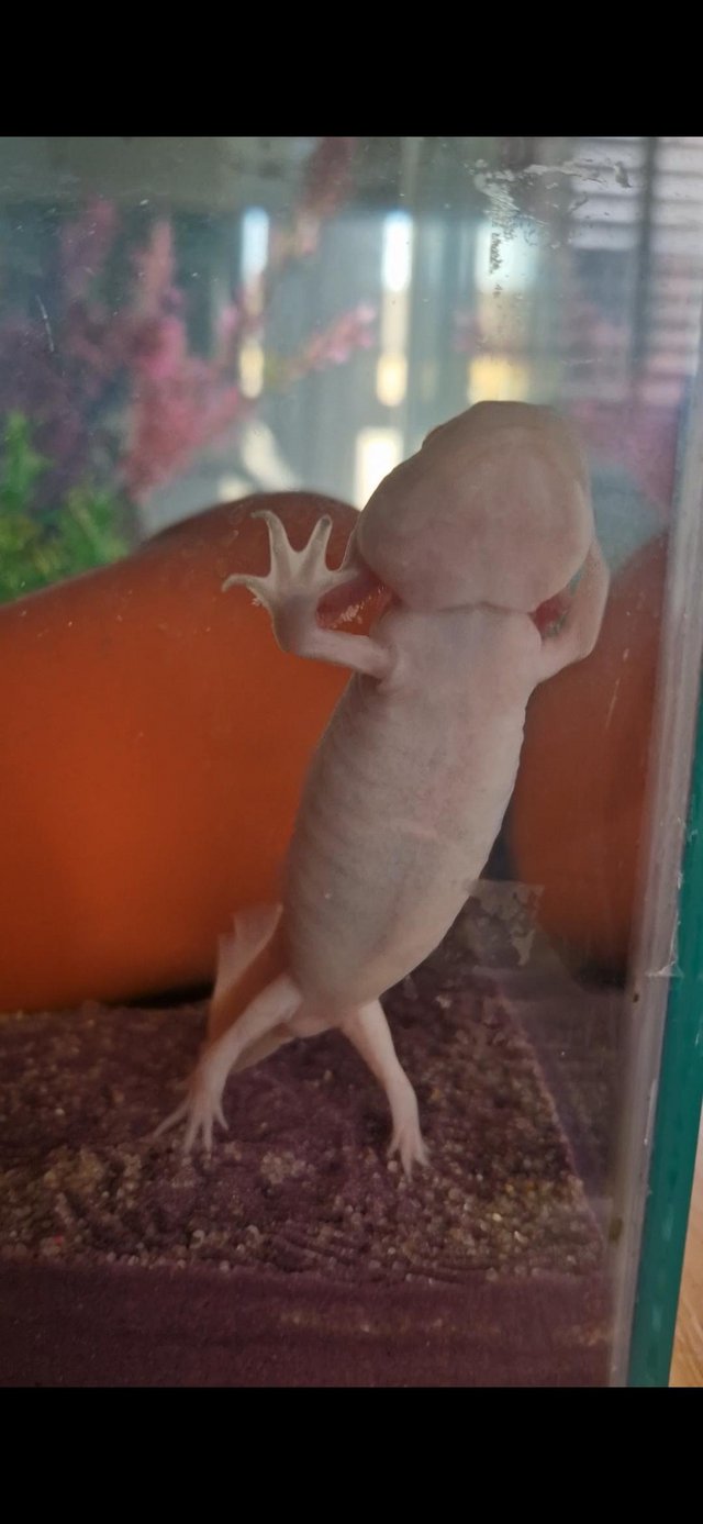 Preview of the first image of 2 x 18 month old axolotl for sale.