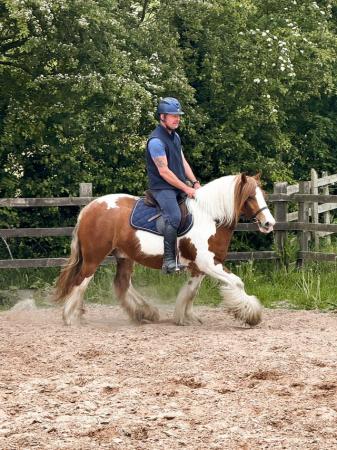 Image 3 of Hartistic Apache 13hh coloured traditional cob gelding