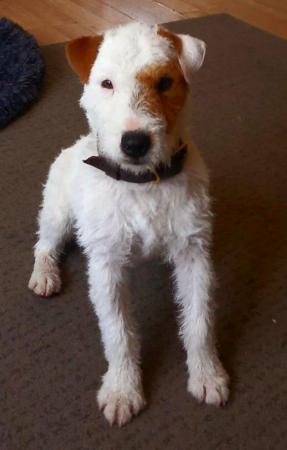 Image 2 of Terrier for Stud - a selectionof terriers available