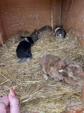 Image 4 of Mini lop rabbits for sale ready in 3 weeks