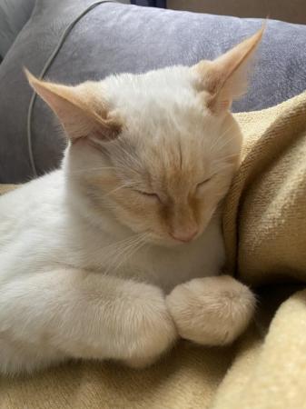 Image 2 of 8 months Flame point siamese cross rag doll Rare Female