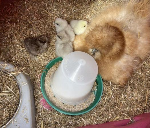 Image 2 of Pure Bred Bearded Silkie Chicks