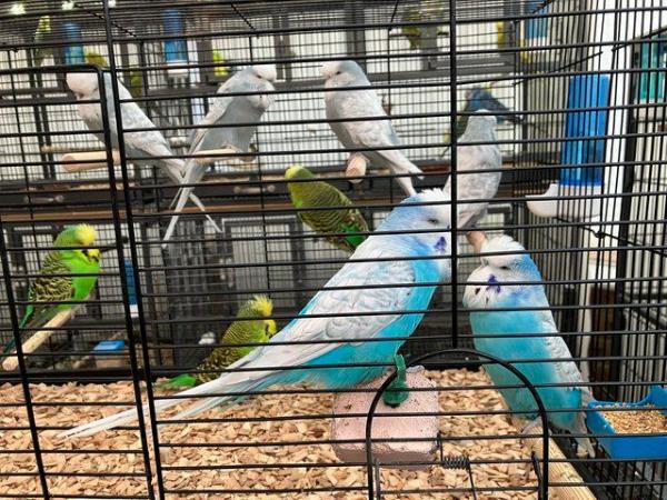 Image 2 of Exhibition Budgerigars for sale