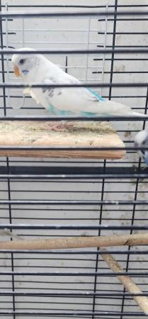 Image 1 of 5 months old baby budgies