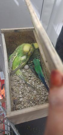 Image 2 of Breeding pair budgies with eggs