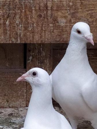 Image 14 of PURE WHITE RACING PIGEON FOR SALE