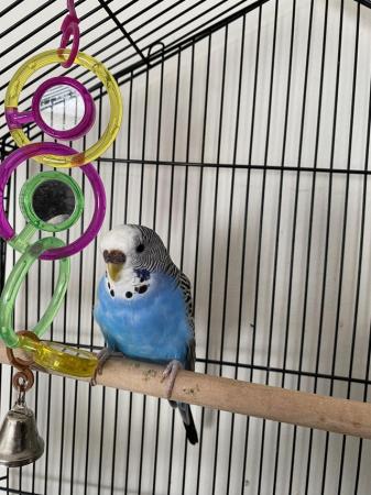 Image 1 of Budgie and cage water and food bowls
