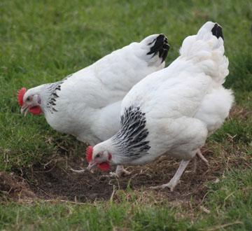 Preview of the first image of White Sussex Hybrid Hens at point of lay.