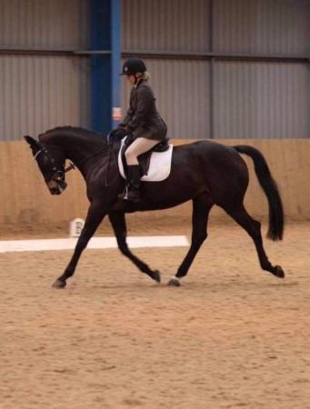 Image 3 of Irish sports horse mare for sale