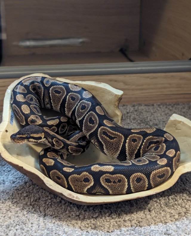 Preview of the first image of Young Royal Python for sale.