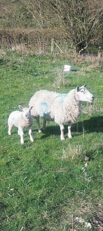 Image 1 of Sheep Grazing wanted to rent..