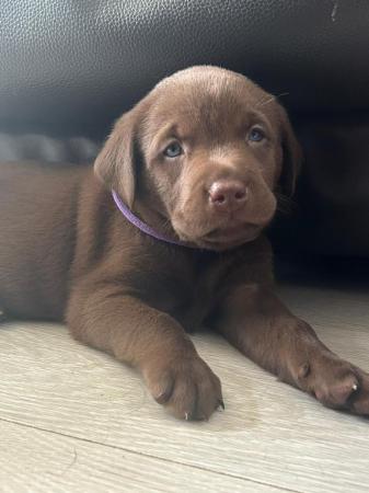 Image 4 of KC registered Health Tested Chocolate Labradors Puppies
