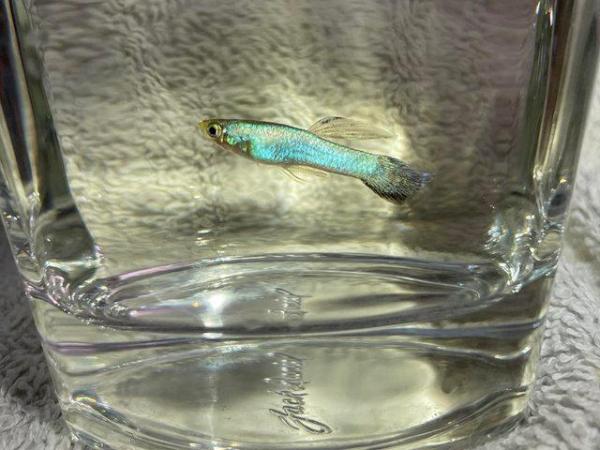 Image 5 of 20 x Mixture of Baby Hybrid Endlers/Guppies Fish