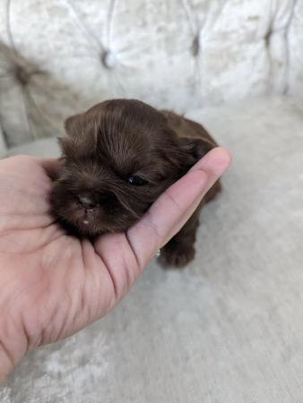 Image 7 of One male Chocolate imperial KC registered shih tzu puppies