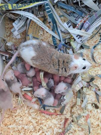 Image 5 of Multimarmates (African soft furred rats)