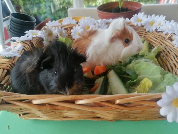 Image 5 of Two Fluffy Male Guinea Pigs
