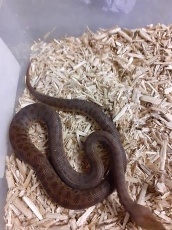 Image 1 of Mexican king snakes, ,children pythons