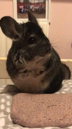 Image 1 of Chinchilla named Diego 4 years old